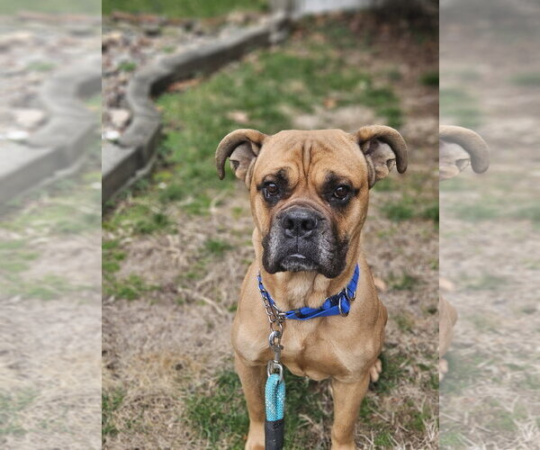 Medium Photo #2 Boxer Puppy For Sale in Dumont, NJ, USA