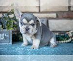 Small #2 French Bulldog
