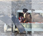 Small #1 Labrador Retriever Mix