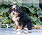 Small Photo #21 Bernedoodle (Miniature) Puppy For Sale in APPLE CREEK, OH, USA