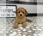Image preview for Ad Listing. Nickname: Clyde