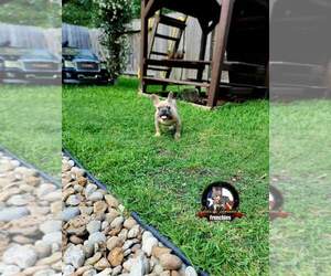 French Bulldog Puppy for sale in HOUSTON, TX, USA