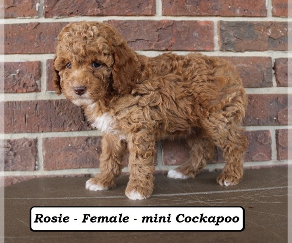 Medium Photo #3 Cockapoo (Miniature) Puppy For Sale in CLARKRANGE, TN, USA