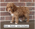 Small #2 Cockapoo (Miniature)