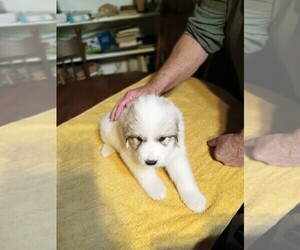 Medium Great Pyrenees