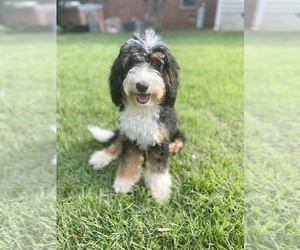 Miniature Bernedoodle Puppy for sale in DANIELSVILLE, GA, USA