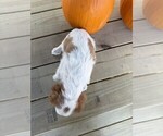 Small #4 Cavalier King Charles Spaniel
