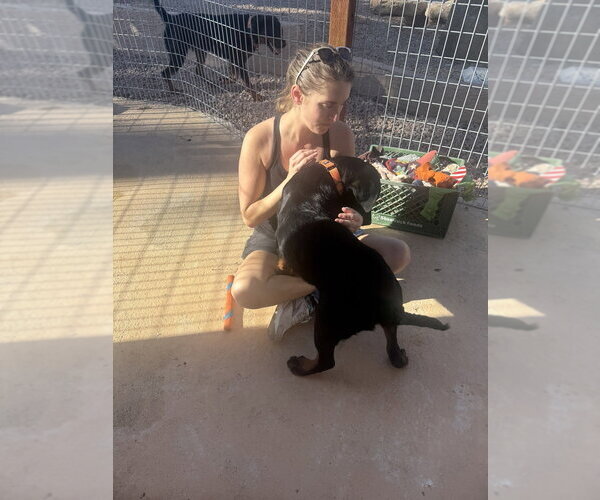 Medium Photo #4 Rottweiler Puppy For Sale in Gilbert, AZ, USA