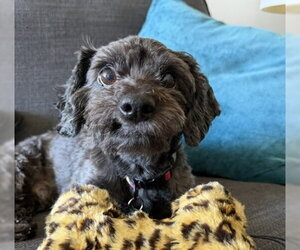 Poodle (Miniature)-Unknown Mix Dogs for adoption in Bellevue, WA, USA