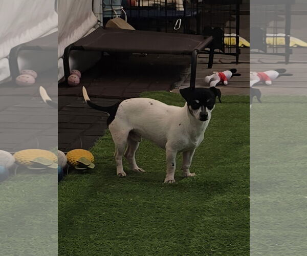 Medium Photo #7 Chihuahua Puppy For Sale in Sandy, UT, USA