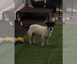 Small #6 Chihuahua