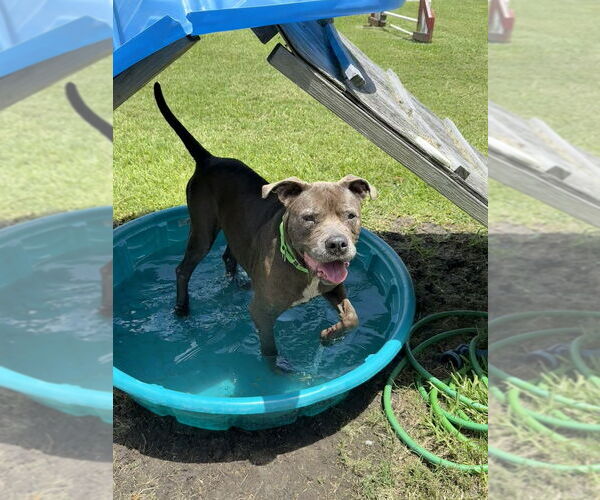 Medium Photo #6 Mutt Puppy For Sale in San Leon, TX, USA