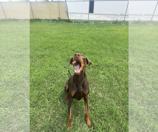 Medium Photo #6 Doberman Pinscher Puppy For Sale in Houston, TX, USA