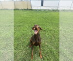 Small #5 Doberman Pinscher