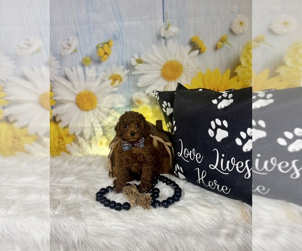 Medium Photo #16 Poodle (Toy) Puppy For Sale in RIPLEY, MS, USA