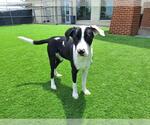 Small #1 American Staffordshire Terrier Mix