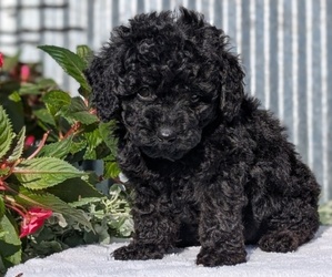 Medium Poodle (Toy)