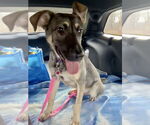 Small #21 German Shepherd Dog Mix
