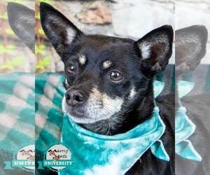 Chipin Dogs for adoption in Kennesaw, GA, USA