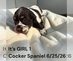 Small #1 Cocker Spaniel
