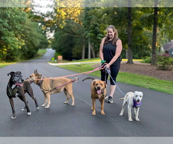Medium Photo #4 Labrenees Puppy For Sale in Fultonham, NY, USA