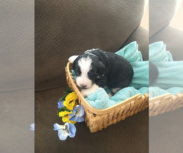 Medium Photo #4 Bernedoodle Puppy For Sale in CALHAN, CO, USA