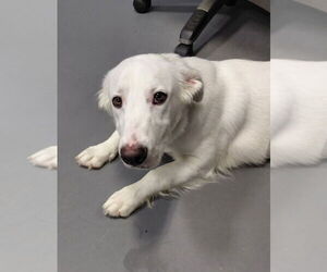 Basset Hound-Retriever  Mix Dogs for adoption in South Bend, IN, USA