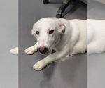 Small Basset Hound-Retriever  Mix