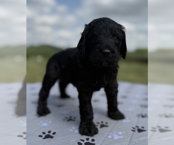 Medium Photo #5 Goldendoodle Puppy For Sale in HOWARD CITY, MI, USA