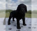 Small #4 Goldendoodle