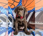 Small Photo #1 Labrador Retriever Puppy For Sale in KIRKWOOD, PA, USA