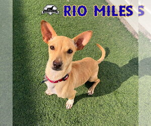 Rio Miles - Male Dachshund-Unknown Mix Dog for Adoption - Photo #10