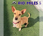 Small Photo #10 Dachshund-Unknown Mix Puppy For Sale in San Antonio, TX, USA