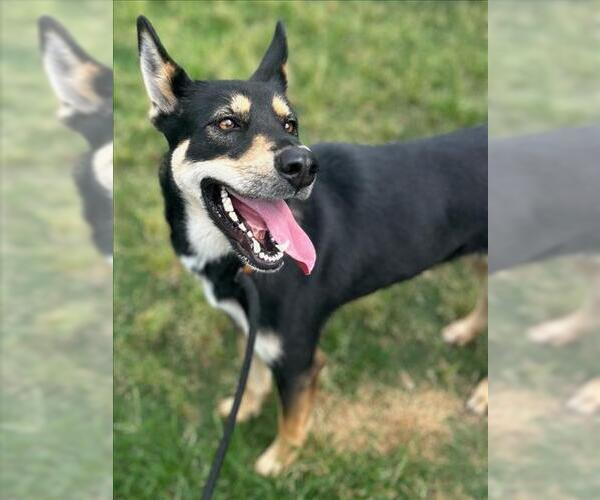 Medium Photo #2 German Shepherd Dog-Unknown Mix Puppy For Sale in Texas City, TX, USA