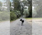Small #4 Great Dane
