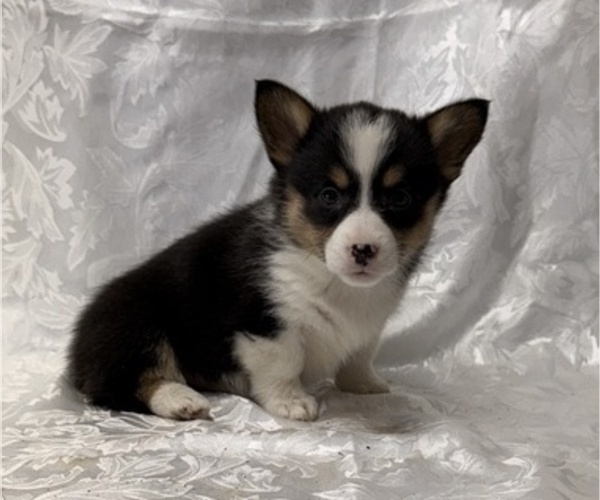 Medium Photo #4 Pembroke Welsh Corgi Puppy For Sale in STANLEY, WI, USA