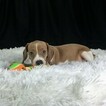 Small Photo #11 Beagle Puppy For Sale in CHATTANOOGA, TN, USA