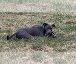 Small #1 American Pit Bull Terrier Mix