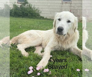 Great Pyrenees-Unknown Mix Dogs for adoption in Grafton, WI, USA