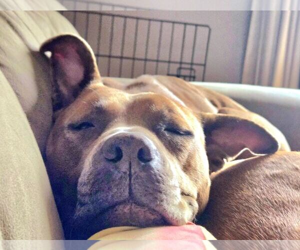 Medium Photo #2 American Pit Bull Terrier-Unknown Mix Puppy For Sale in Lockport, NY, USA