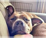 Small #1 American Pit Bull Terrier Mix