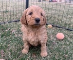 Puppy 4 Goldendoodle (Miniature)