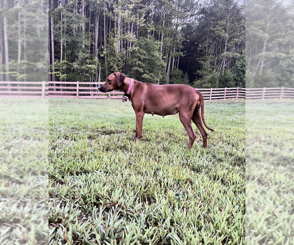 Medium Photo #8 Rhodesian Ridgeback Puppy For Sale in ROME, GA, USA