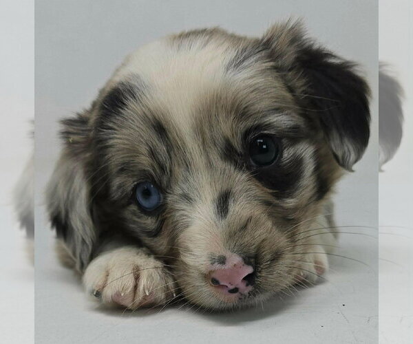 Medium Photo #1 Australian Shepherd-Unknown Mix Puppy For Sale in pomfret, CT, USA