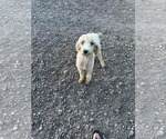 Small #1 Poodle (Miniature) Mix