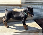Puppy Aqua Doberman Pinscher
