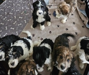 Bernedoodle Litter for sale in DANVILLE, IN, USA