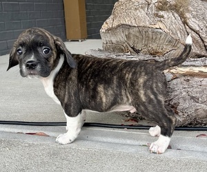 Buggs Puppy for sale in FRANKLIN, IN, USA