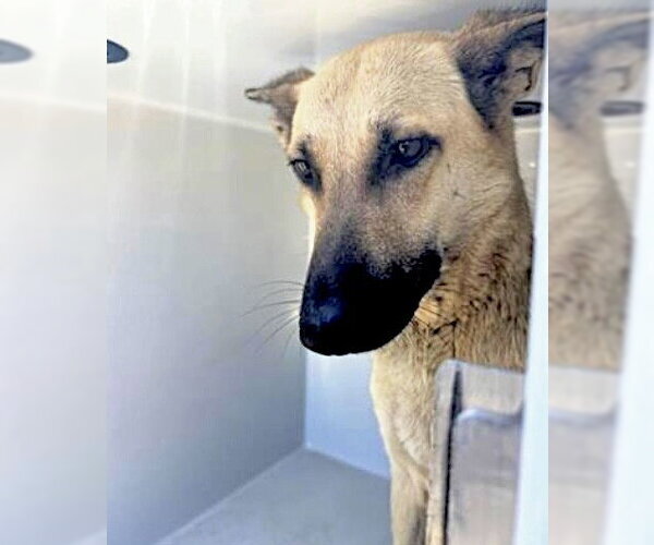 Medium Photo #1 German Shepherd Dog-Unknown Mix Puppy For Sale in Houston, TX, USA