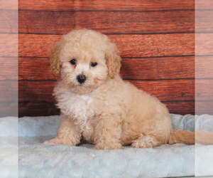 Bichpoo Puppy for sale in PENNS CREEK, PA, USA